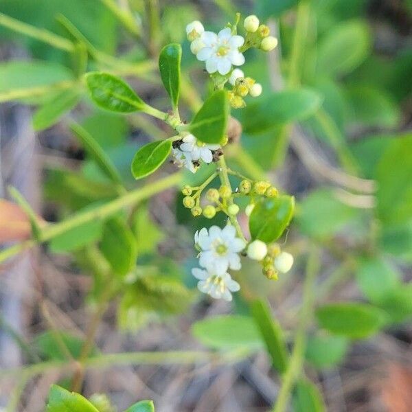 Ilex glabra Flower