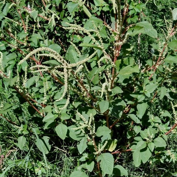 Amaranthus viridis Kvet
