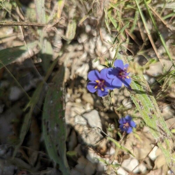 Lysimachia foemina Fiore