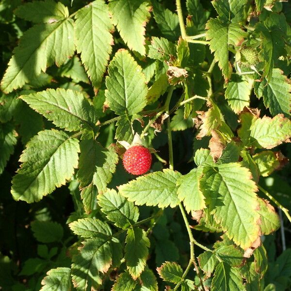 Rubus rosifolius Frutto