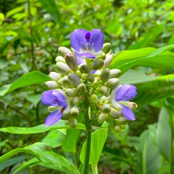 Dichorisandra amabilis Flower