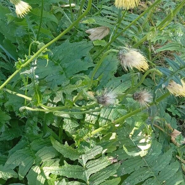 Cirsium erisithales Yeri