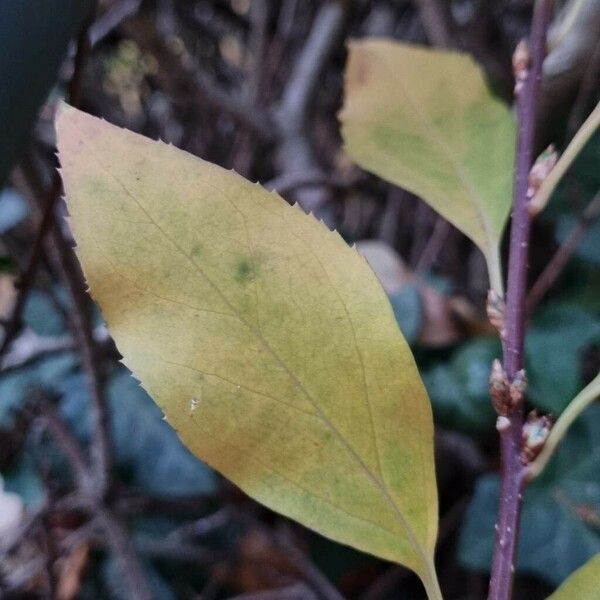 Forsythia viridissima Blatt