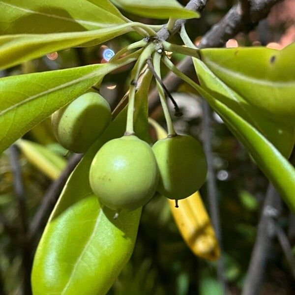 Pittosporum tobira Fruit