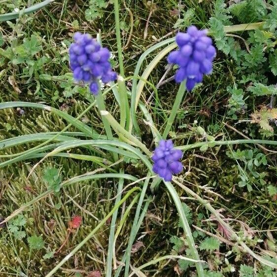 Muscari neglectum Fleur