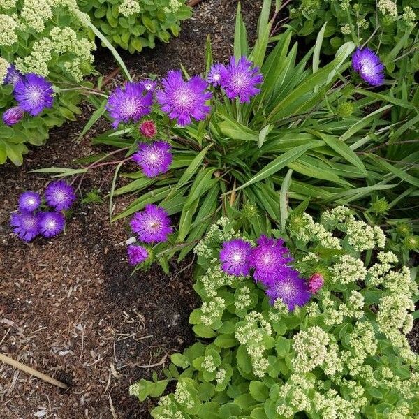 Stokesia laevis Flors