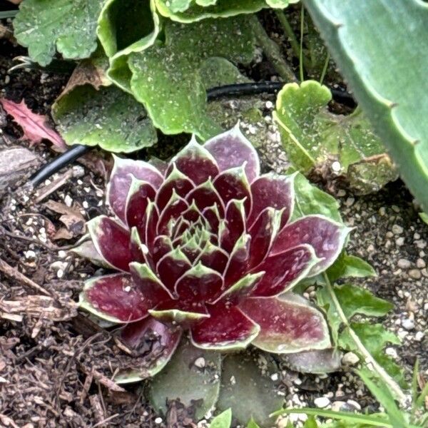 Sempervivum heuffelii Leaf