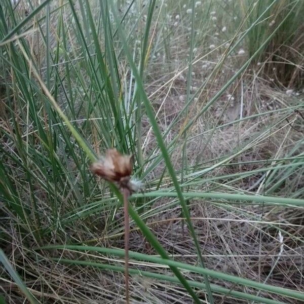 Bolboschoenus maritimus Fruit