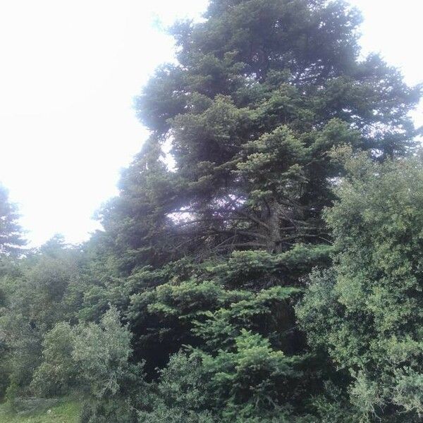 Abies cephalonica Alkat (teljes növény)