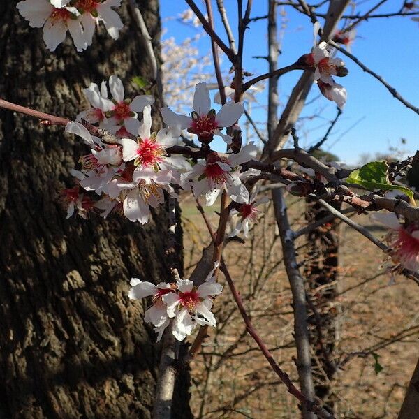 Prunus amygdalus Цвят