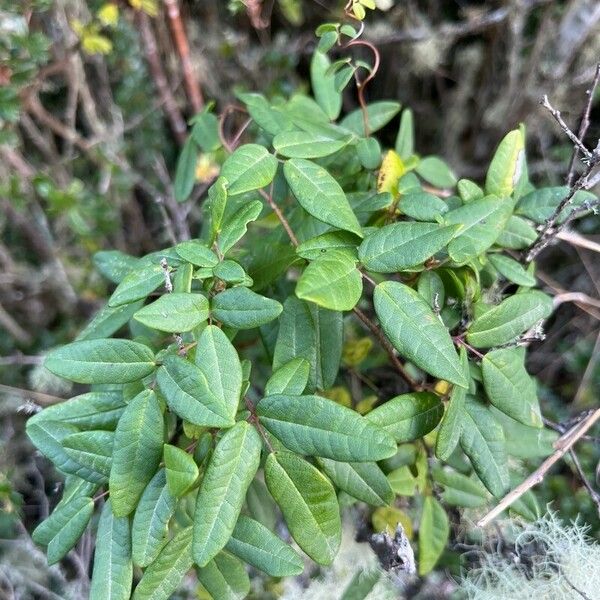 Boquila trifoliolata Liść