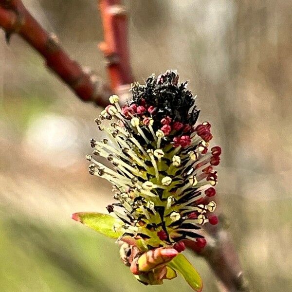 Salix gracilistyla Flor