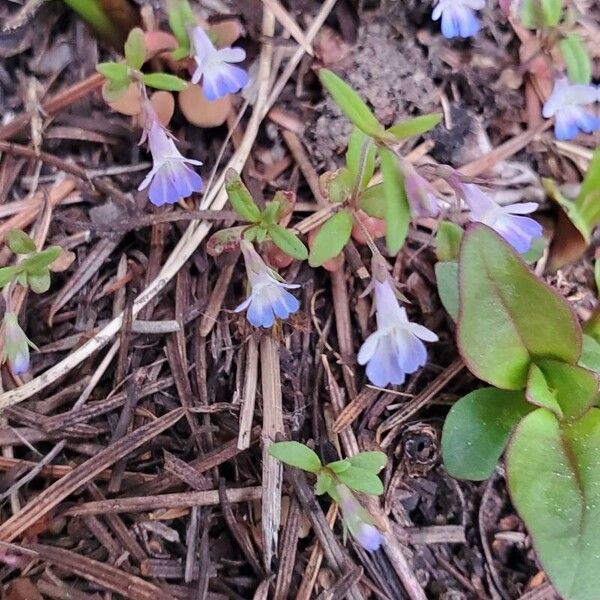 Collinsia parviflora Blomma