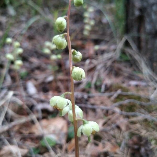 Pyrola chlorantha फूल