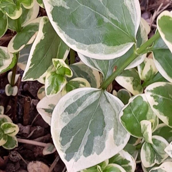 Vinca major Blad