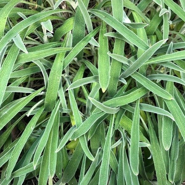 Phlomis lychnitis Leaf