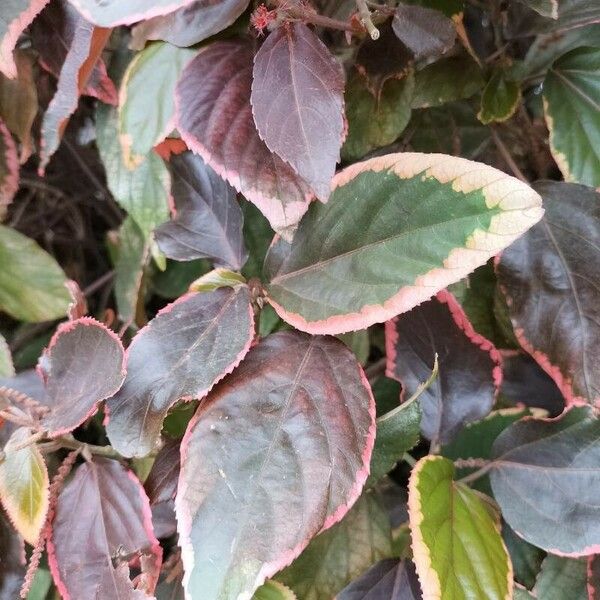 Acalypha wilkesiana Blad