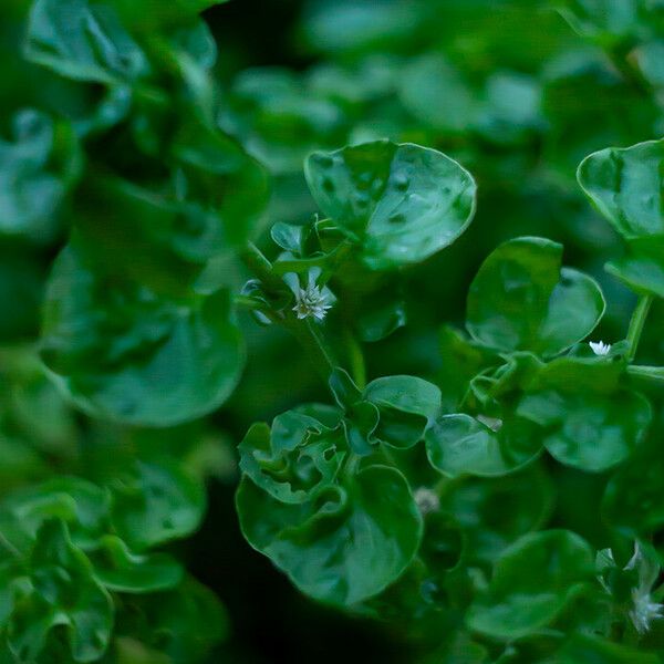 Nasturtium officinale Ліст