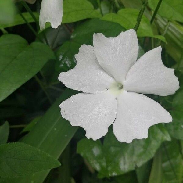 Thunbergia laevis Blomst