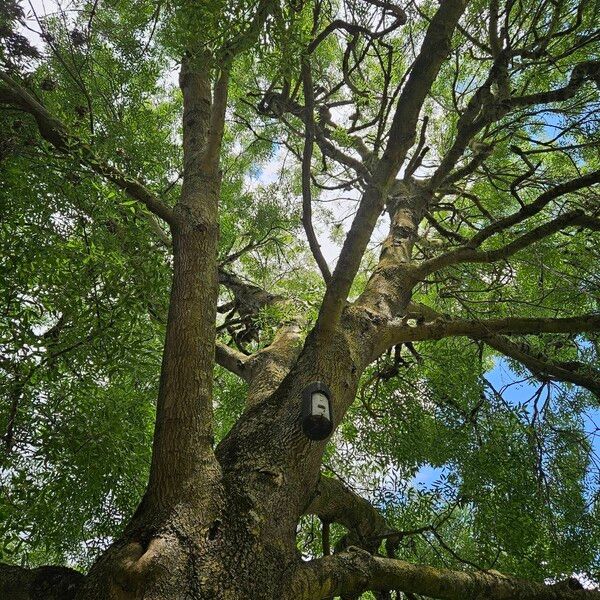 Fraxinus angustifolia Агульны выгляд