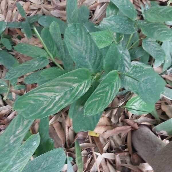 Maranta arundinacea Leaf