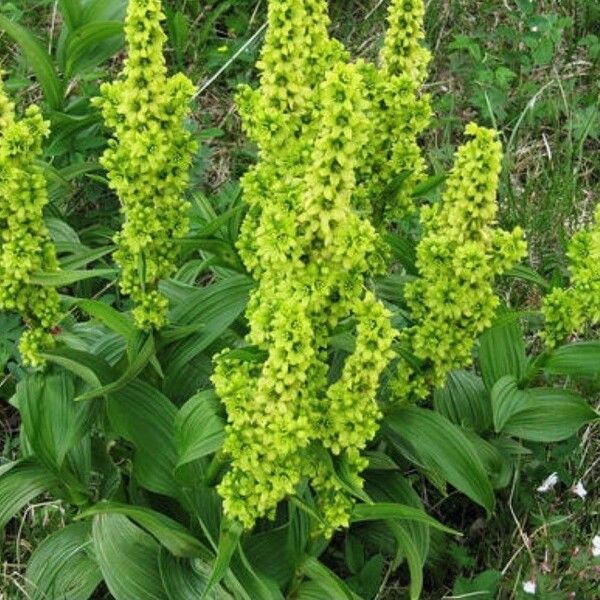 Veratrum viride Квітка