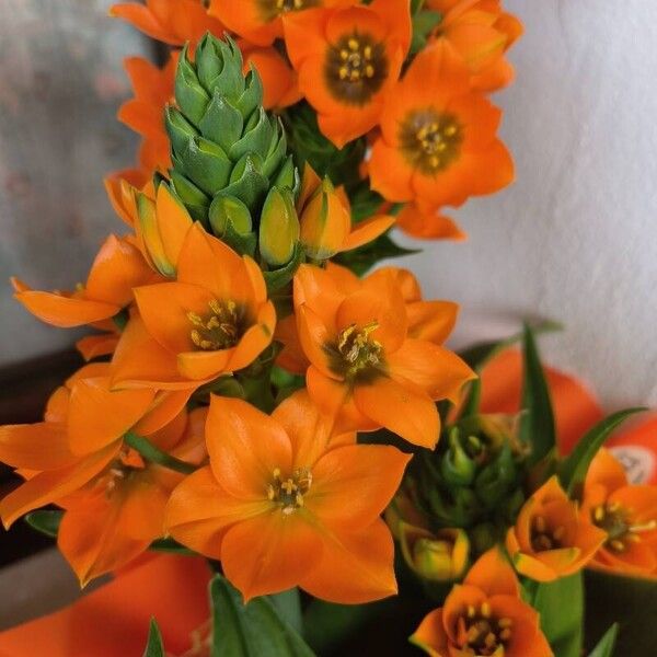 Ornithogalum dubium Цвят