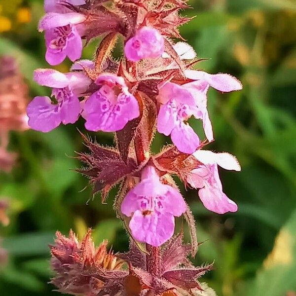 Stachys palustris Flower