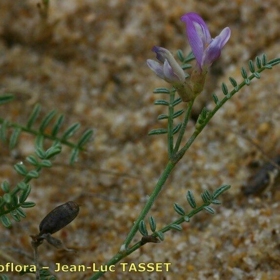 Astragalus baionensis Цветок
