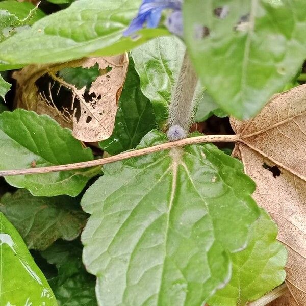 Ajuga genevensis List