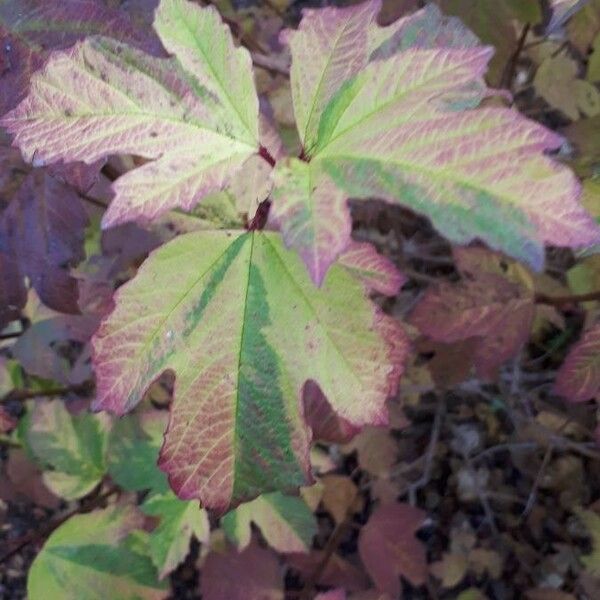 Viburnum opulus Deilen