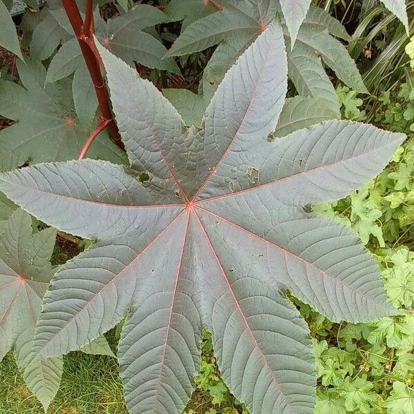 Ricinus communis 葉