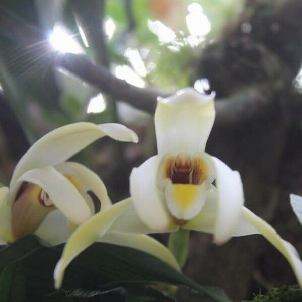 Coelogyne asperata Cvet