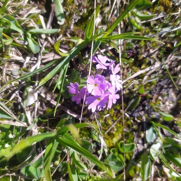 Primula farinosa Flower