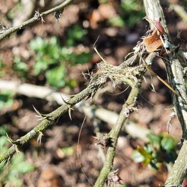 Berberis darwinii Cortiza