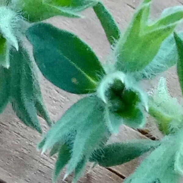 Stachys annua Fruitua