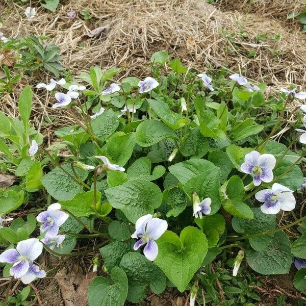 Viola palustris Pokrój