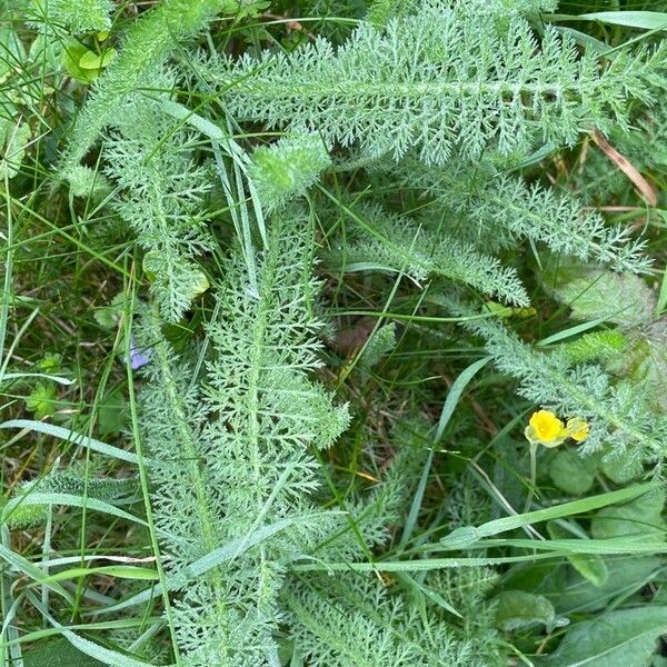 Achillea nobilis Folla