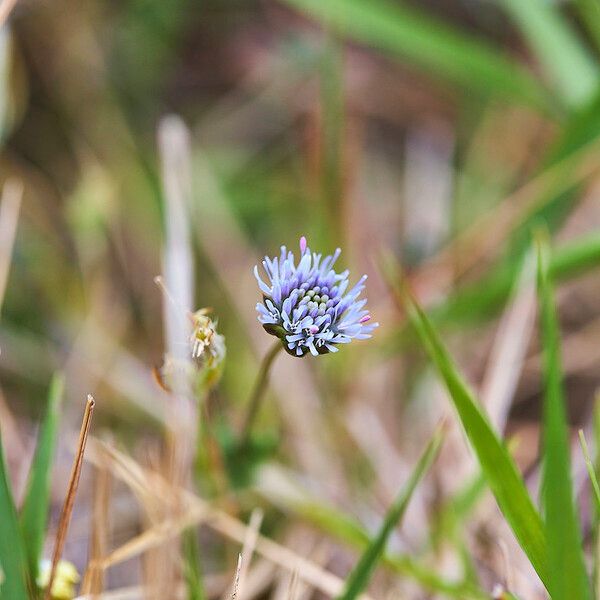 Jasione montana Habit