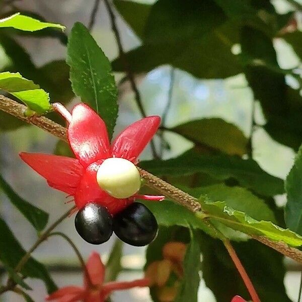 Ochna atropurpurea Flower