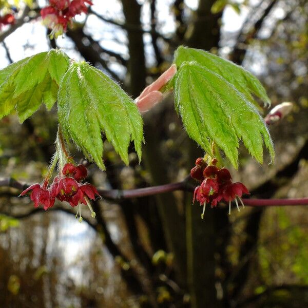 Acer circinatum Flower