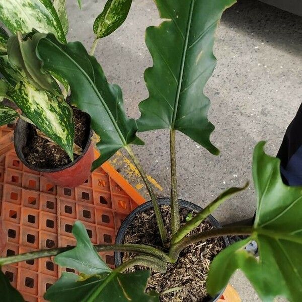 Alocasia lauterbachiana Leaf