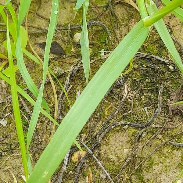 Hordeum marinum Φύλλο