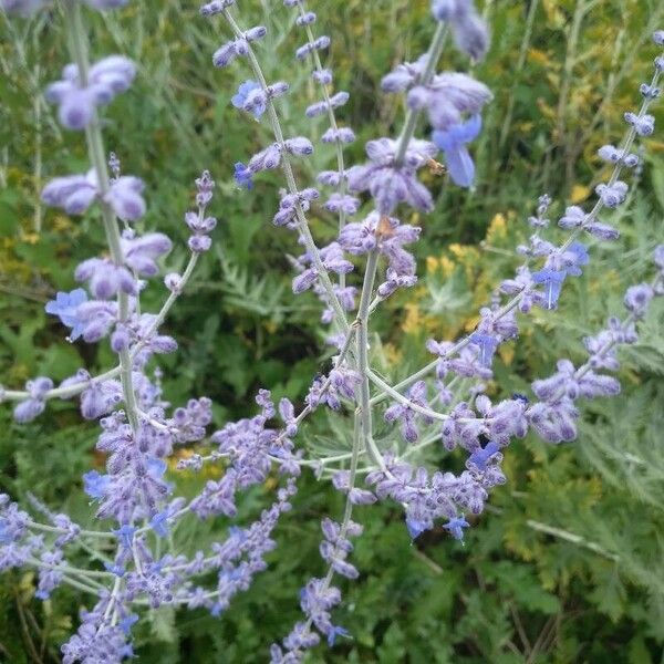 Perovskia atriplicifolia Cvet