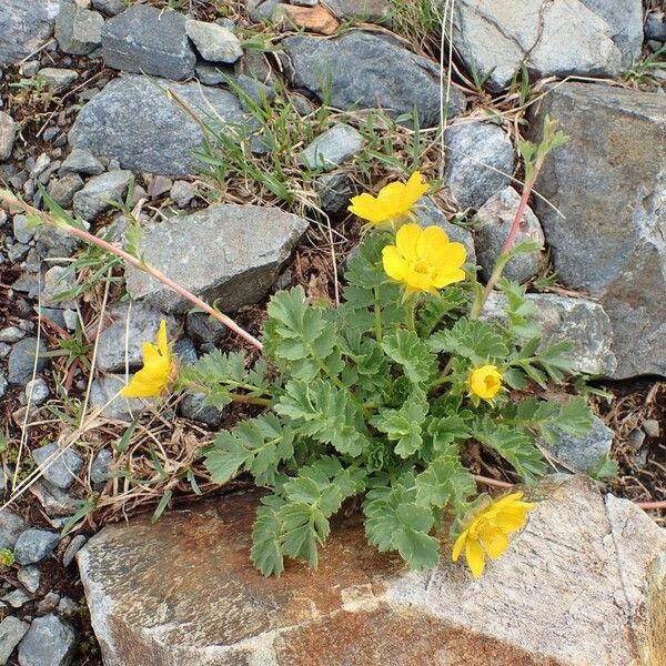 Geum reptans Plante entière