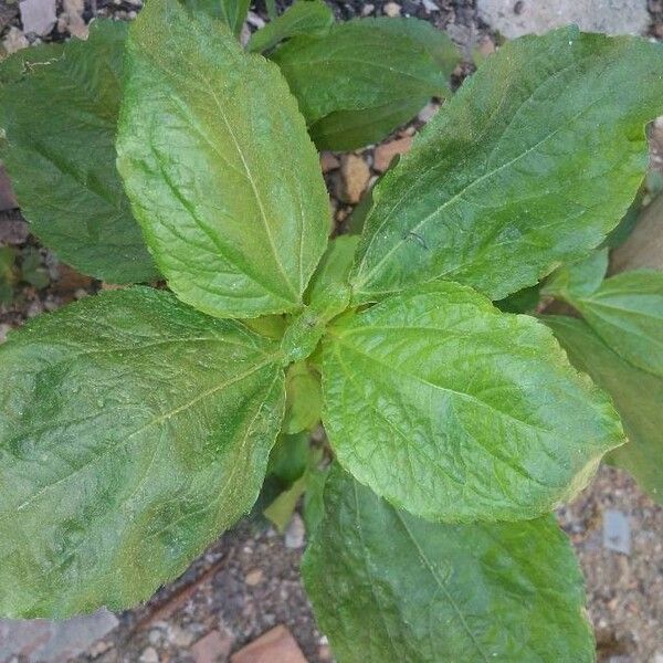 Synedrella nodiflora Leaf