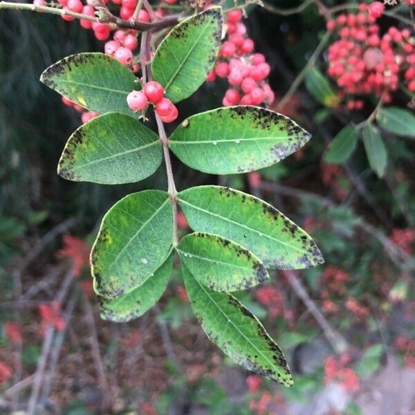 Schinus terebinthifolia Blad