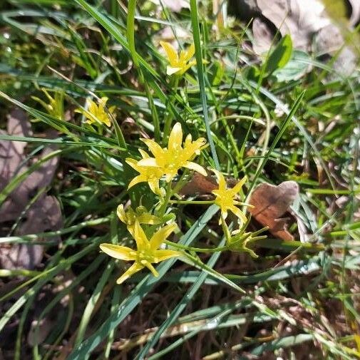 Gagea villosa Flower