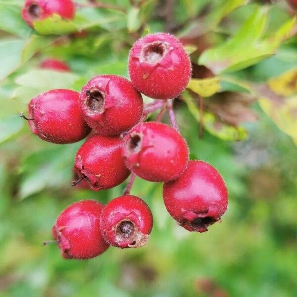 Crataegus rhipidophylla Фрукт