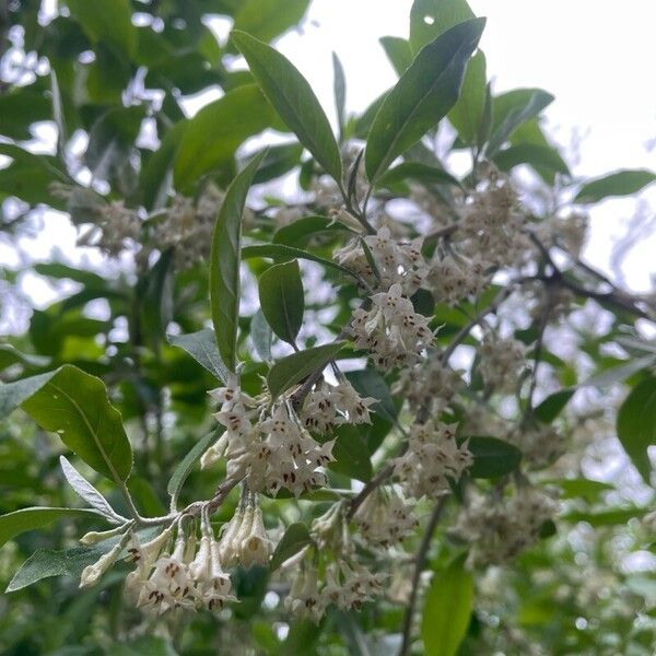 Elaeagnus umbellata Fiore